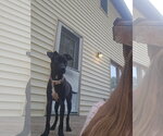Small #6 Chihuahua-Retriever  Mix
