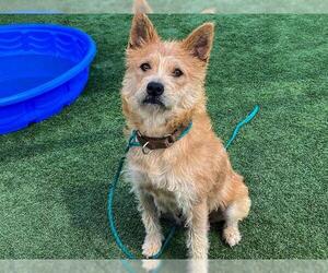 Norwich Terrier-Unknown Mix Dogs for adoption in Orange, CA, USA