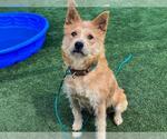 Small Norwich Terrier Mix