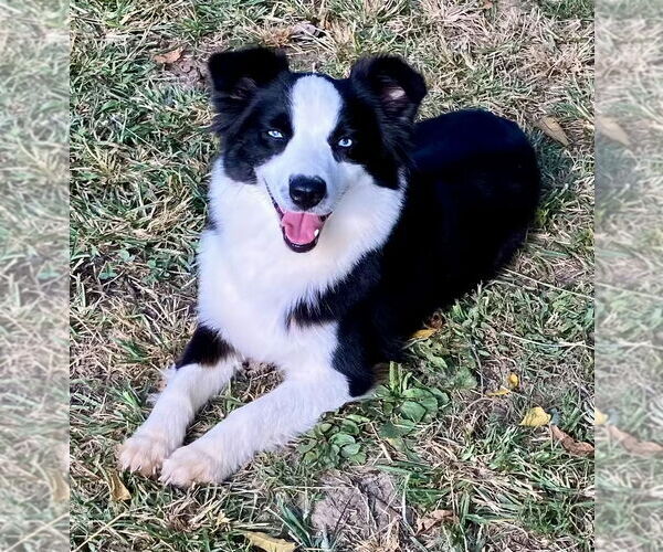 Medium Photo #2 Australian Shepherd Puppy For Sale in Landenberg, PA, USA