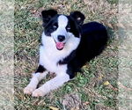 Small #1 Australian Shepherd