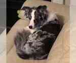 Small Photo #2 Border Collie Puppy For Sale in DULUTH, GA, USA