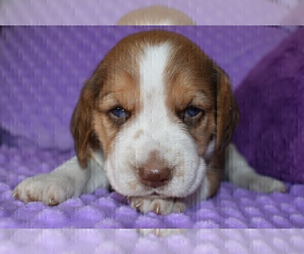 Medium Photo #1 Beagle Puppy For Sale in REASNOR, IA, USA