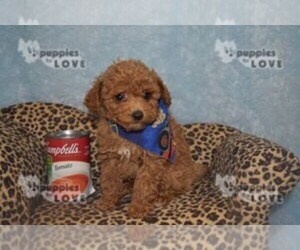 Poodle (Toy) Puppy for sale in SANGER, TX, USA