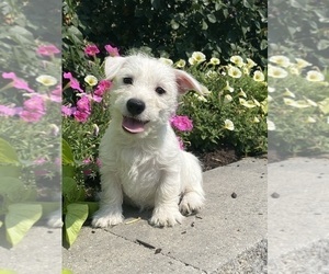 West Highland White Terrier Puppy for sale in CANOGA, NY, USA