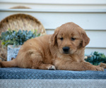 Small Photo #11 Golden Retriever Puppy For Sale in NAPPANEE, IN, USA