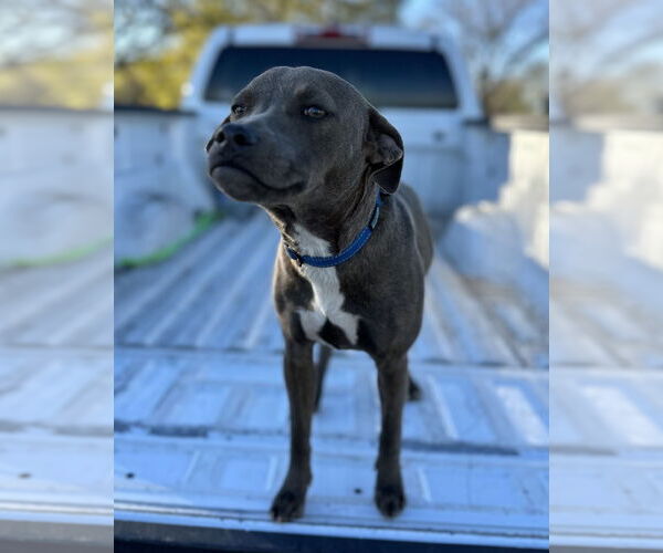 Medium Photo #5 American Pit Bull Terrier-Dachshund Mix Puppy For Sale in Thorndale, TX, USA