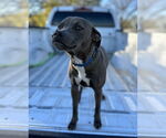 Small #4 American Pit Bull Terrier-Dachshund Mix