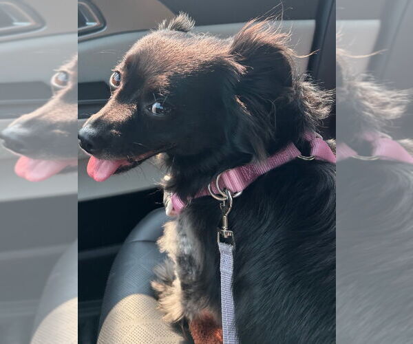 Medium Photo #4 Chiweenie Puppy For Sale in Claremore, OK, USA