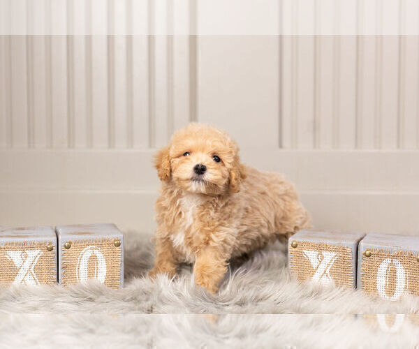 Medium Photo #10 Maltipoo Puppy For Sale in WARSAW, IN, USA