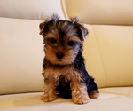 Small #1 Yorkshire Terrier