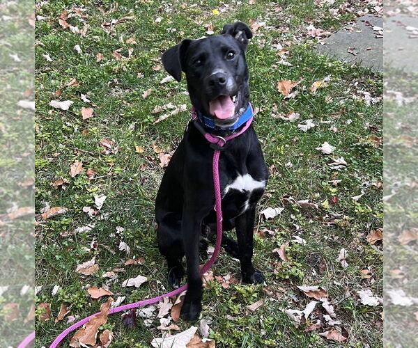 Medium Photo #5 Labrador Retriever-Unknown Mix Puppy For Sale in Boston, MA, USA