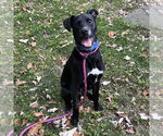 Small #4 Labrador Retriever Mix