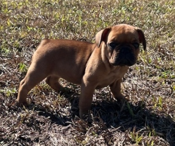 Medium Photo #4 French Bulldog Puppy For Sale in MAYO, FL, USA