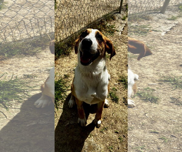 Medium Photo #2 Mutt Puppy For Sale in Rutledge, TN, USA