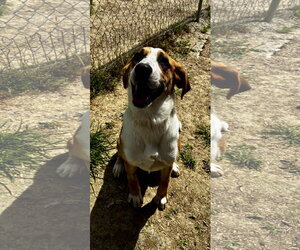 BB - Female Mutt Dog for Adoption - Photo #2
