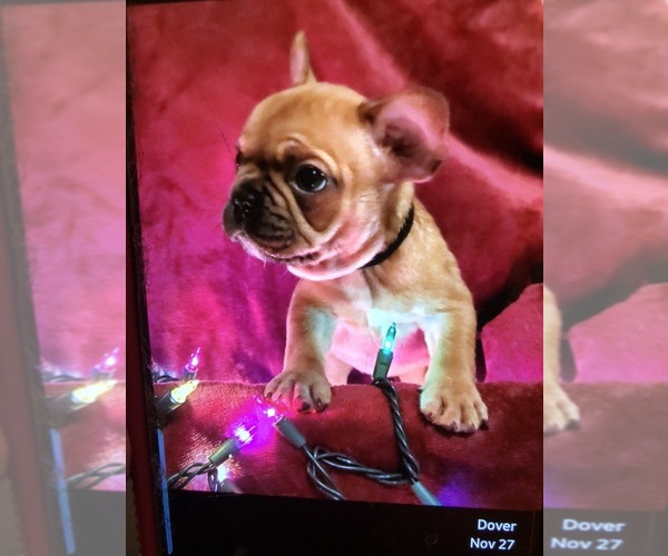 Medium Photo #3 French Bulldog Puppy For Sale in COLUMBIA, OH, USA