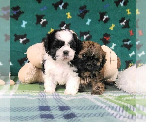 Medium Photo #2 Shih Tzu Puppy For Sale in WINSTON SALEM, NC, USA