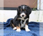 Small #1 Bernedoodle (Miniature)