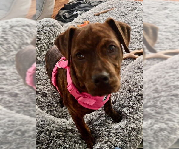 Medium Photo #12 American Staffordshire Terrier-Labrador Retriever Mix Puppy For Sale in Brewster, NY, USA