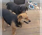 Small #11 German Shepherd Dog Mix