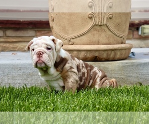 English Bulldog Puppy for sale in CHICAGO, IL, USA