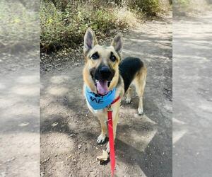 German Shepherd Dog Dogs for adoption in Santa Barbara, CA, USA