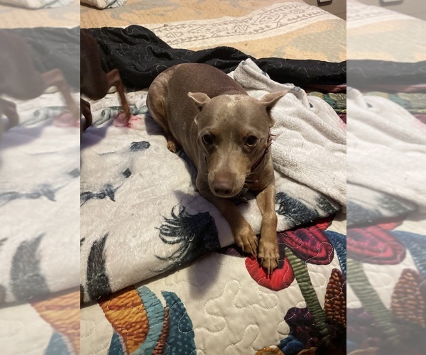 Medium Photo #1 Miniature Pinscher Puppy For Sale in PALATKA, FL, USA