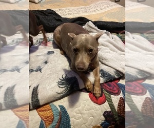 Mother of the Miniature Pinscher puppies born on 08/14/2025