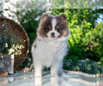 Small Photo #21 Pomeranian Puppy For Sale in SHILOH, OH, USA