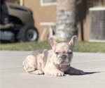 Small #6 French Bulldog