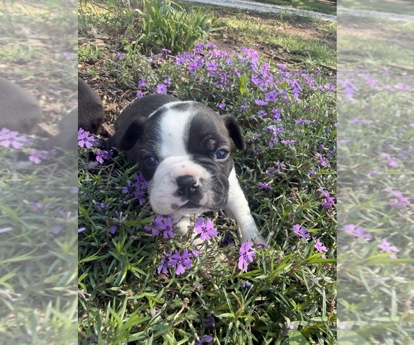 Medium Photo #1 Boston Terrier Puppy For Sale in FREDONIA, KS, USA