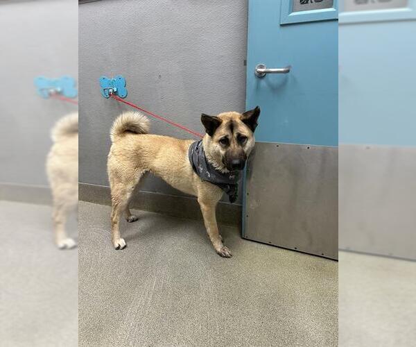 Medium Photo #1 German Shepherd Dog-Unknown Mix Puppy For Sale in Las Vegas, NV, USA