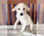 Small #2 Golden Pyrenees