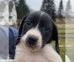 Small Photo #4 Beagle-Border Collie Mix Puppy For Sale in Unionville, PA, USA
