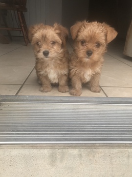 Medium Photo #1 Yorkshire Terrier Puppy For Sale in KYLE, TX, USA