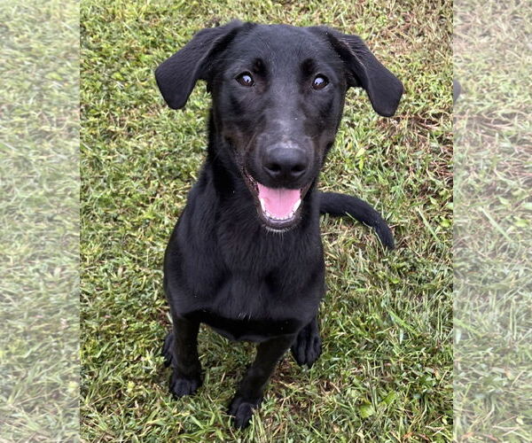 Medium Photo #3 Mutt Puppy For Sale in Rockaway, NJ, USA