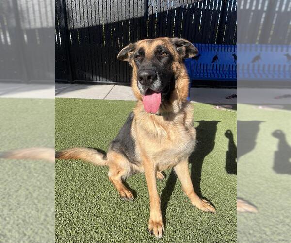 Medium Photo #2 German Shepherd Dog-Unknown Mix Puppy For Sale in Elk Grove, CA, USA