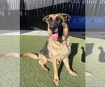 Small #1 German Shepherd Dog Mix