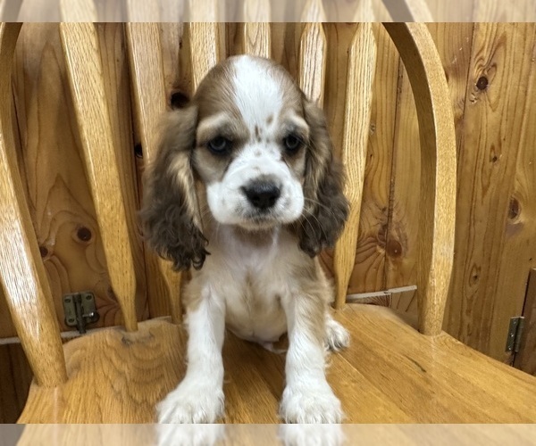 Medium Photo #4 Cocker Spaniel Puppy For Sale in ATHENS, WI, USA