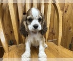 Small #3 Cocker Spaniel