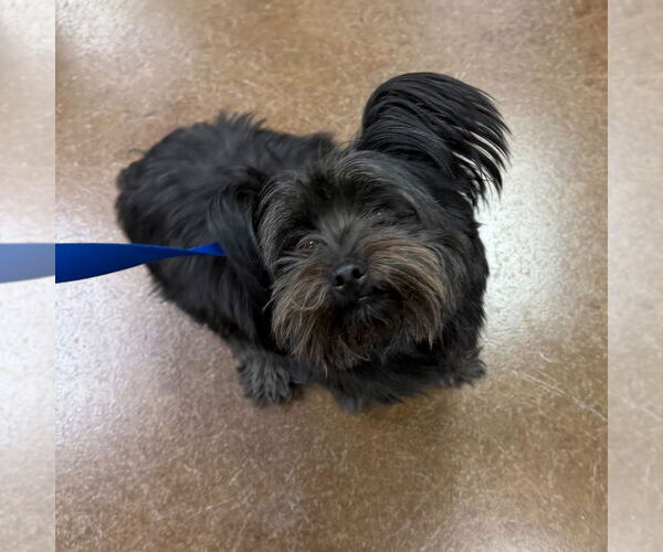 Medium Photo #2 Mutt Puppy For Sale in Canton, CT, USA