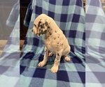 Small #7 Dalmatian