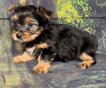 Small #4 Yorkshire Terrier