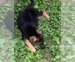 Small Photo #6 German Shepherd Dog Puppy For Sale in BEDFORD, IN, USA