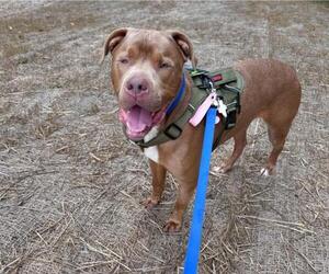 Labrador Retriever-Unknown Mix Dogs for adoption in Derwood, MD, USA