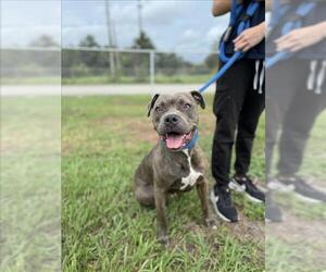 American Pit Bull Terrier Dogs for adoption in Vero Beach, FL, USA