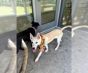 Labrador Retriever-Unknown Mix Dogs for adoption in San Martin, CA, USA