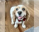 Small #4 Cocker Spaniel