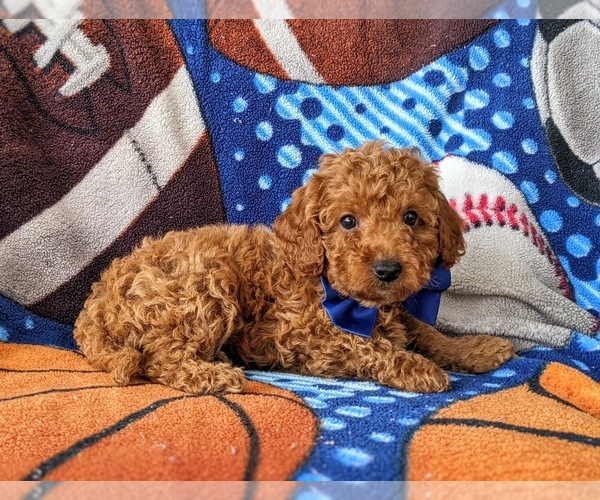 Medium Photo #3 Poodle (Toy) Puppy For Sale in GLEN ROCK, PA, USA